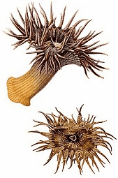 anemonies