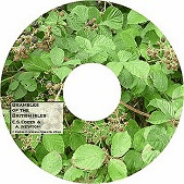 Brambles