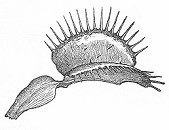 flytrap