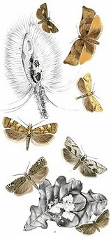 Moth