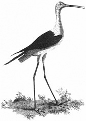 selborne