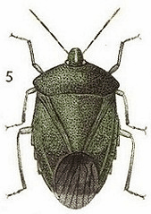 bug