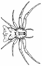Spider